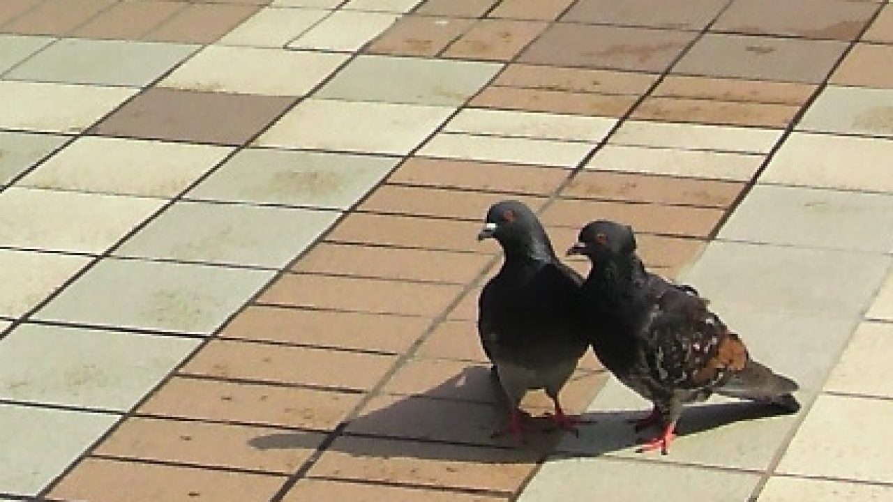 新津田沼の鳩 きたならstyle 北習志野ブログ